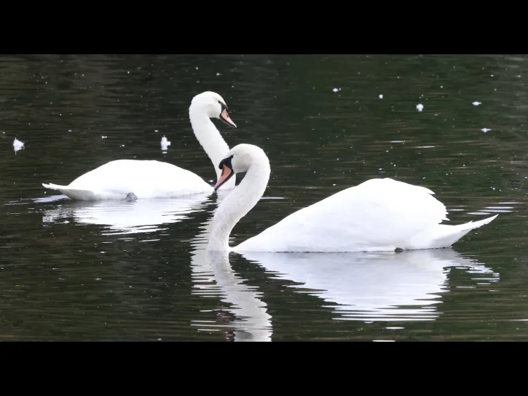 Mute swans at Hager Pond in Marlborough, photographed by Steve Forman.