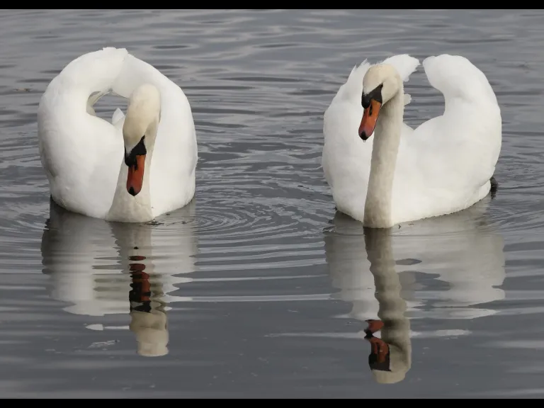 Mute swans at Hager Pond in Marlborough, photographed by Steve Forman.