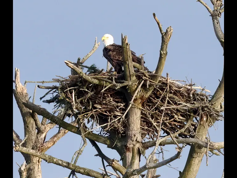 A bald eagle at the Sudbury Reservoir in Southborough, photographed by Steve Forman.