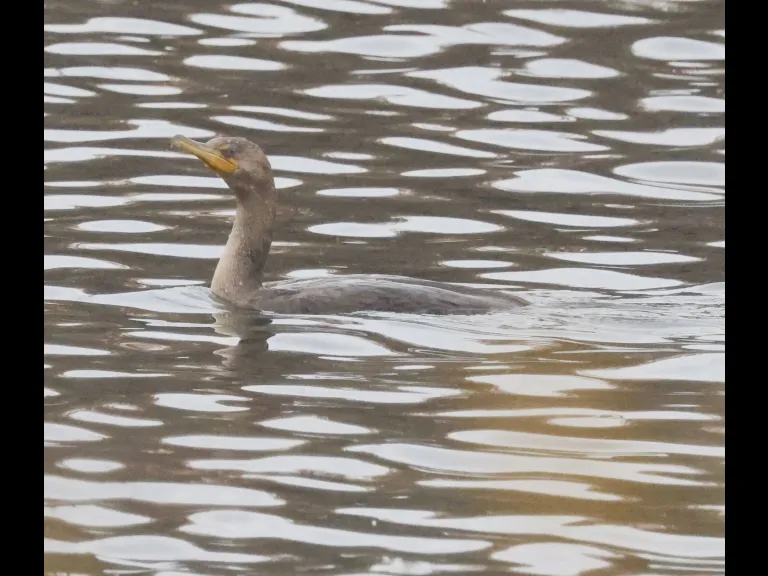 A double-crested cormorant at Hager Pond in Marlborough, photographed by Steve Forman.