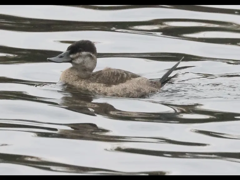 A ruddy duck at Hager Pond in Marlborough, photographed by Steve Forman.