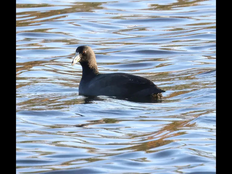 An American coot at Hager Pond in Marlborough, photographed by Steve Forman.