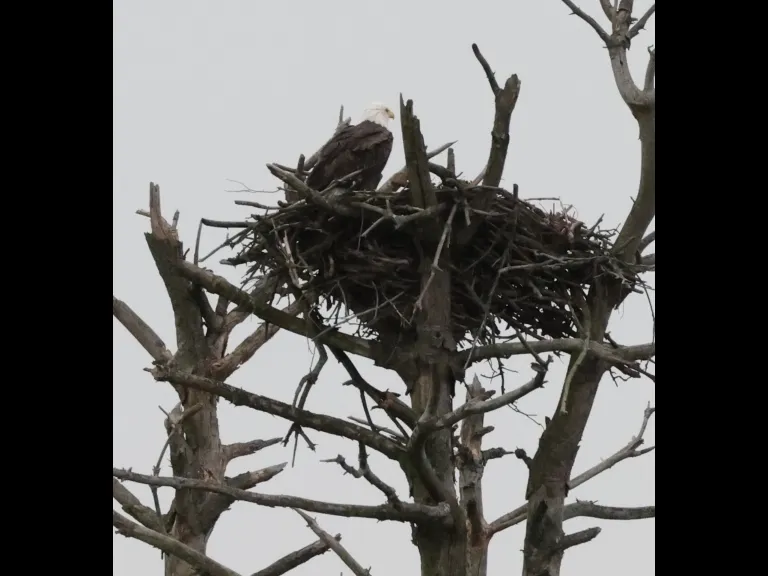 A bald eagle at the Sudbury Reservoir in Southborough, photographed by Steve Forman.