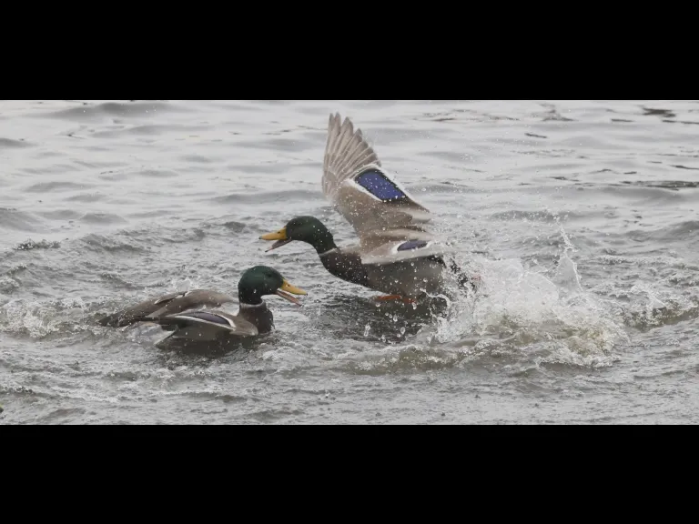 Mallards at Hager Pond in Marlborough, photographed by Steve Forman.