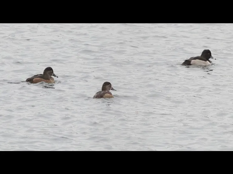 Ring-necked ducks on the Sudbury Reservoir in Southborough, photographed by Steve Forman.