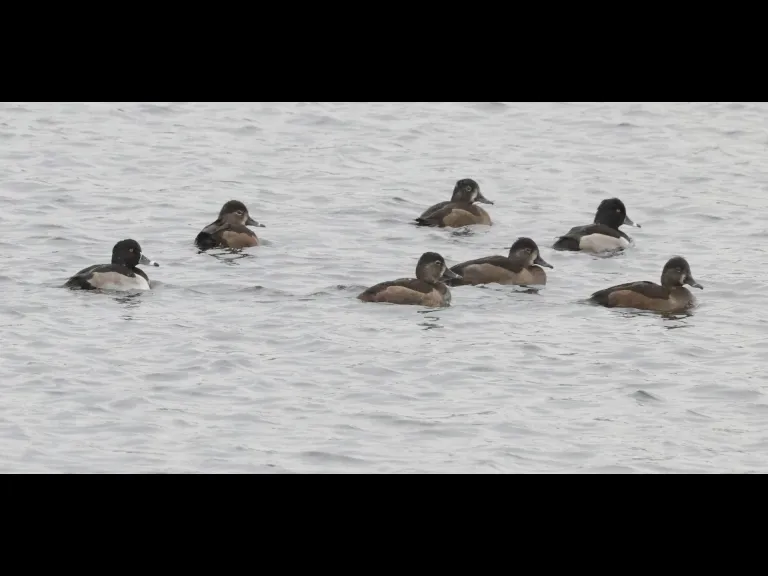 Ring-necked ducks on the Sudbury Reservoir in Southborough, photographed by Steve Forman.
