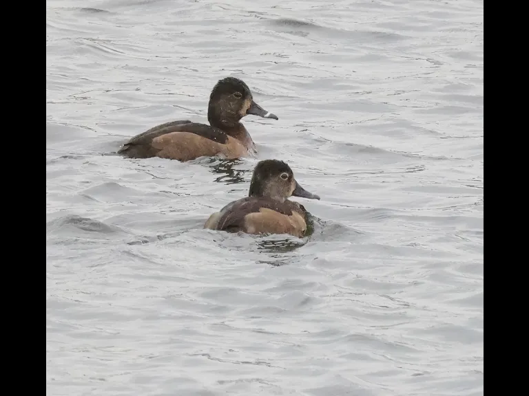 Ring-necked ducks on the Sudbury Reservoir in Southborough, photographed by Steve Forman.
