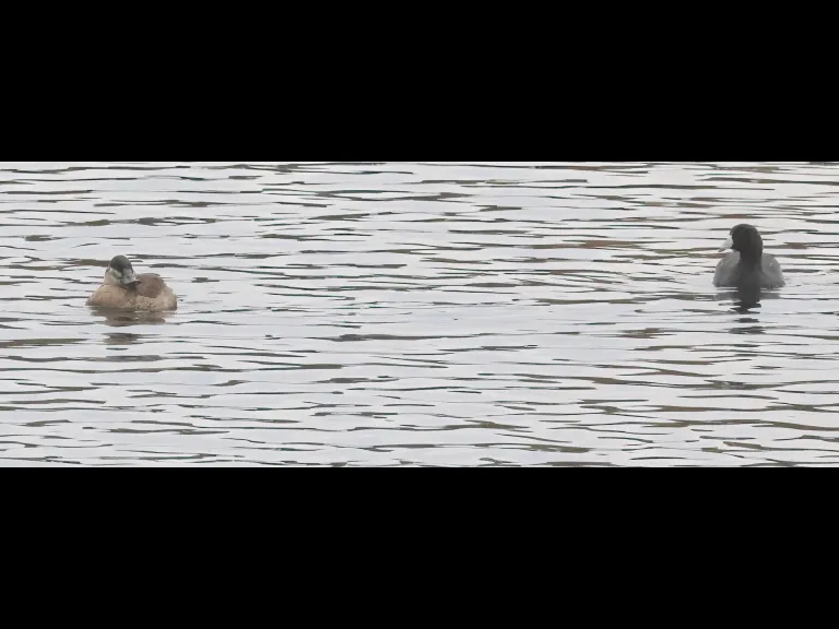 A ruddy duck and an American coot at Hager Pond in Marlborough, photographed by Steve Forman.