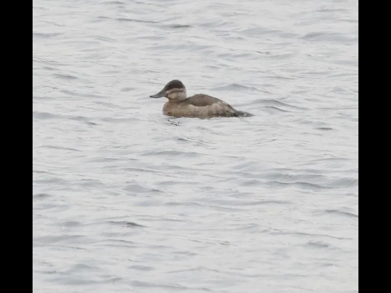 A ruddy duck on the Sudbury Reservoir in Southborough, photographed by Steve Forman.
