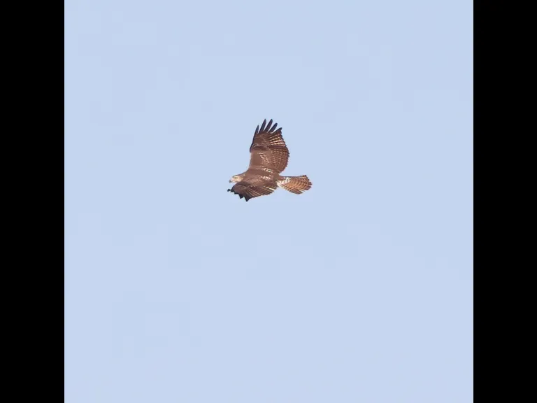 A red-tailed hawk at Bartlett Pond in Northborough, photographed by Steve Forman.