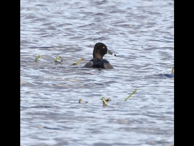 A ring-necked duck at Hager Pond in Marlborough, photographed by Steve Forman.