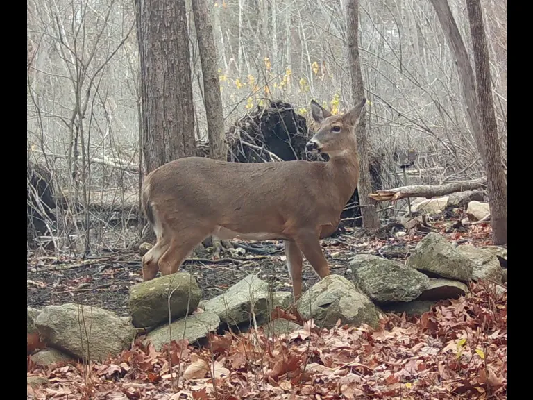A white-tailed deer in Framingham, photographed with an automatically triggered wildlife camera by Margaret McKane.