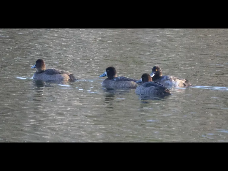 Greater scaup at Hager Pond in Marlborough, photographed by Steve Forman.
