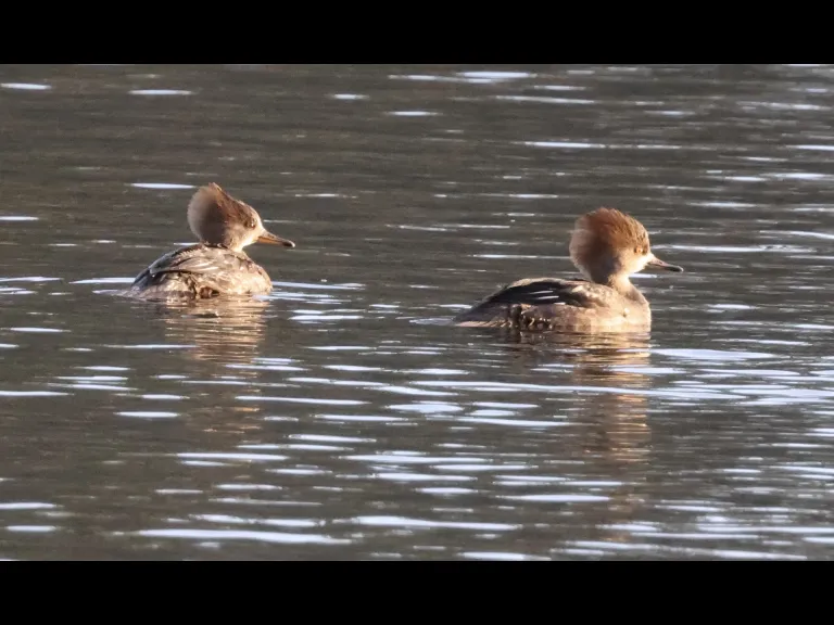Hooded mergansers at Hager Pond in Marlborough, photographed by Steve Forman.