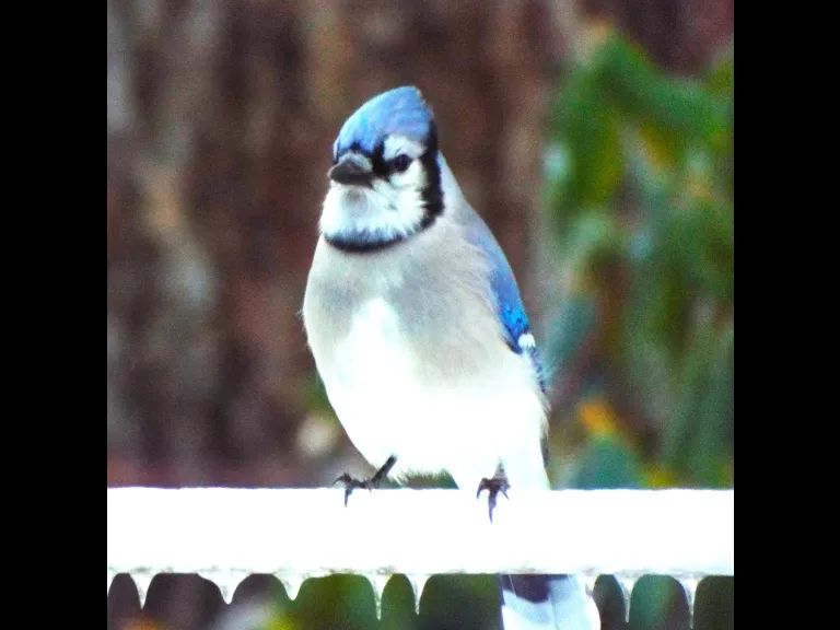 A blue jay in Harvard, photographed by Robin Right.