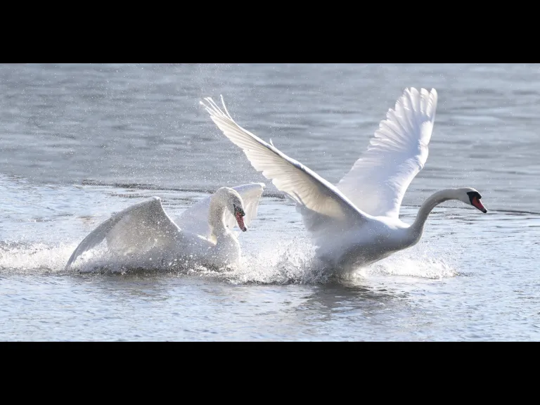 Mute swans on Hager Pond in Marlborough, photographed by Steve Forman.