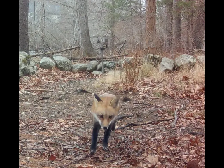 A red fox in Framingham, photographed with an automatically triggered wildlife camera by Margaret McKane.