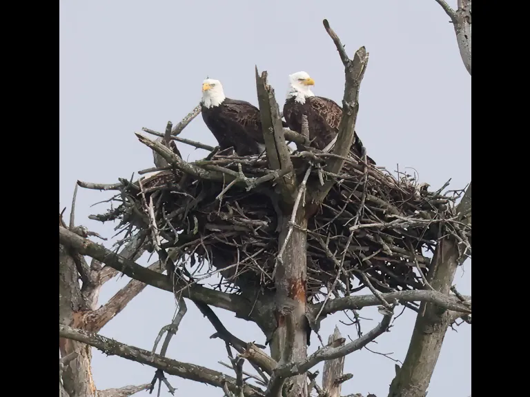 Bald eagles at the Sudbury Reservoir in Southborough, photographed by Steve Forman.