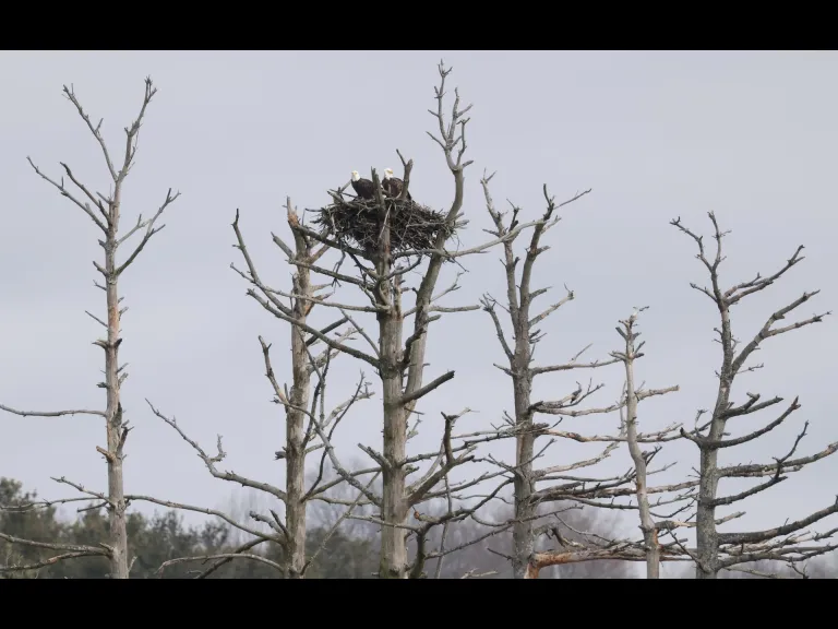 Bald eagles at the Sudbury Reservoir in Southborough, photographed by Steve Forman.
