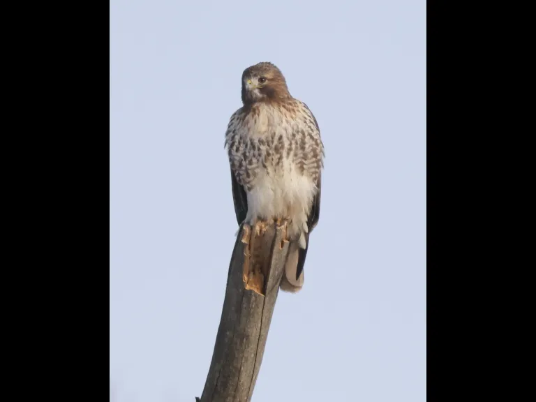 A red-tailed hawk at Breakneck Hill Conservation Land in Southborough, photographed by Steve Forman.