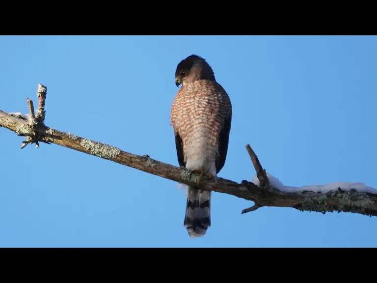 A Cooper's hawk in Lincoln, photographed by Ron McAdow.