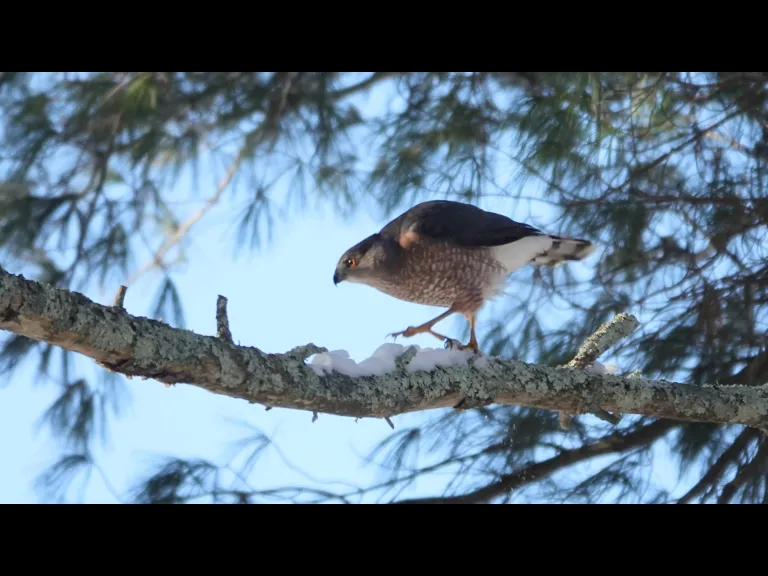 A Cooper's hawk in Lincoln, photographed by Ron McAdow.