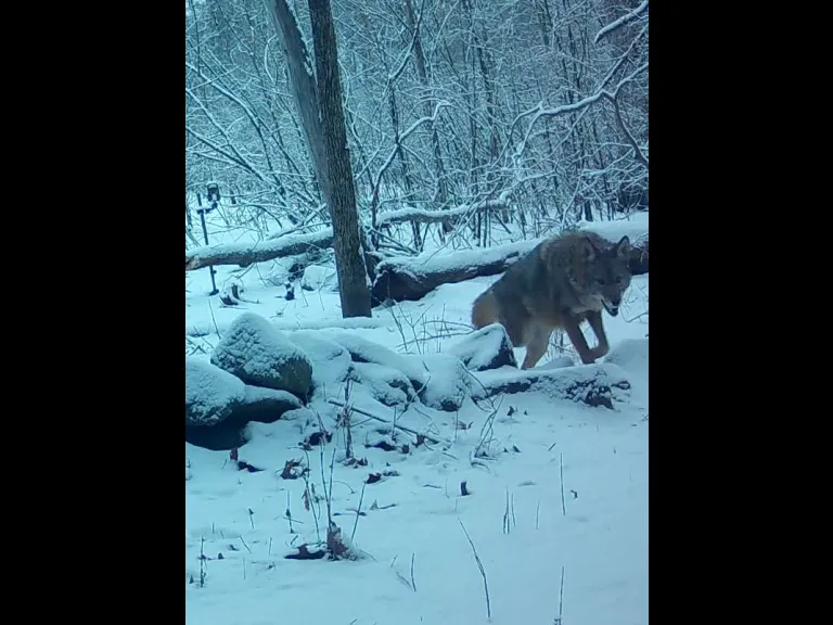 A coyote in Framingham, photographed with an automatically triggered wildlife camera by Margaret McKane.