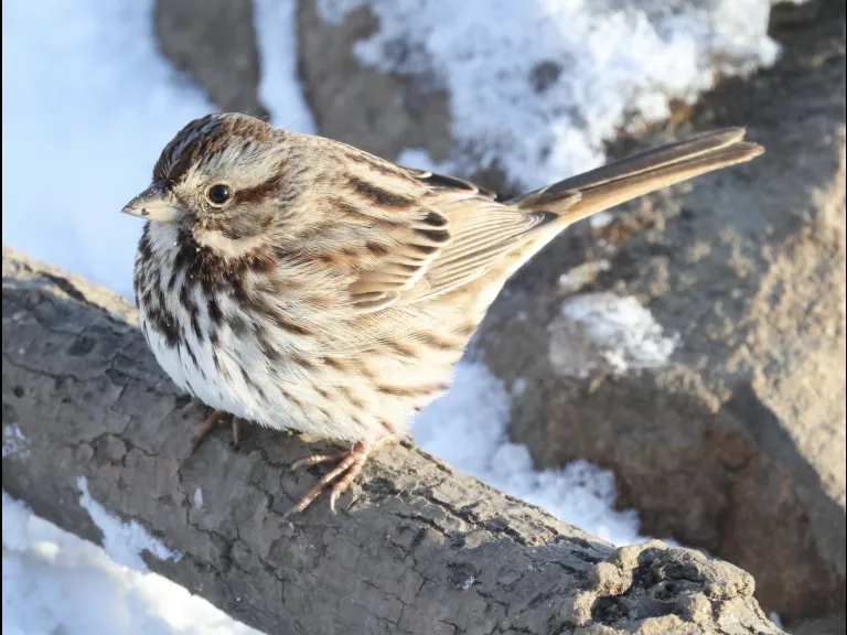 A song sparrow at Hager Pond in Marlborough, photographed by Steve Forman.
