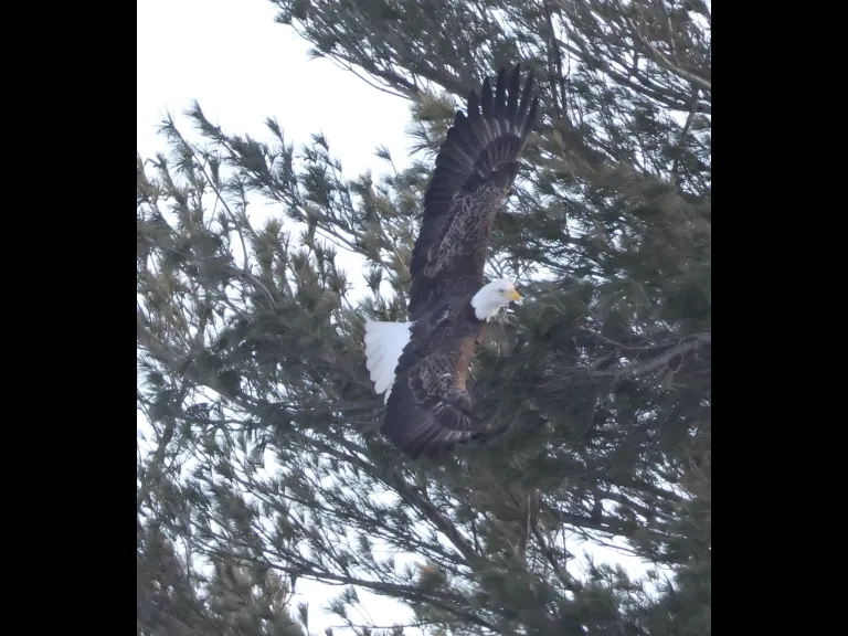 A bald eagle at Hager Pond in Marlborough, photographed by Steve Forman.