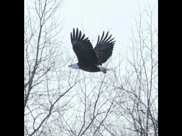 A bald eagle at Hager Pond in Marlborough, photographed by Steve Forman.