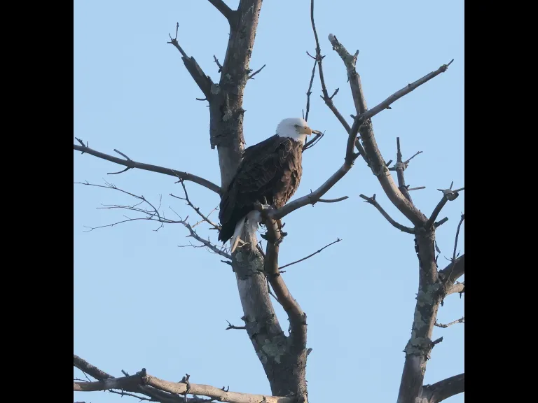 A bald eagle at Hager Pond in Marlborough, photographed by Steve Forman.