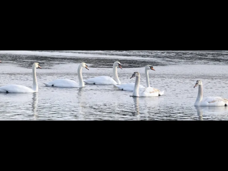 Mute swans at Hager Pond in Marlborough, photographed by Steve Forman.