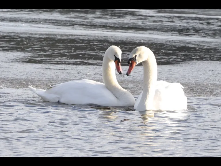 Mute swans at Hager Pond in Marlborough, photographed by Steve Forman.
