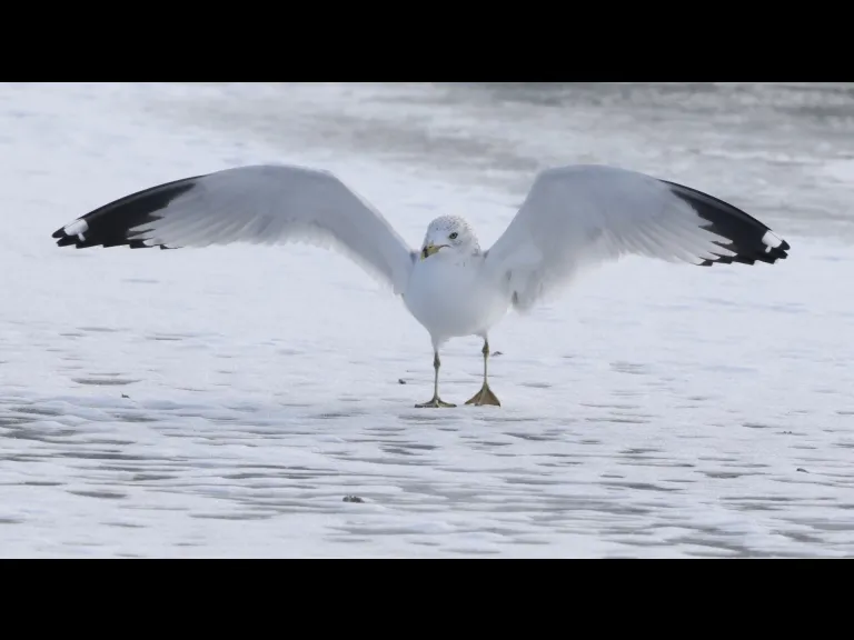 A ring-billed gull at Hager Pond in Marlborough, photographed by Steve Forman.