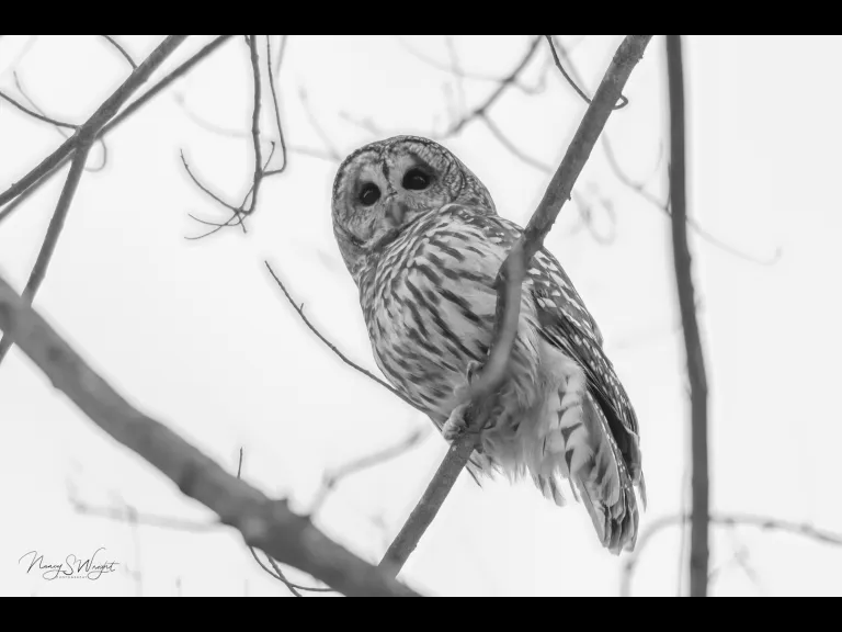 A barred owl in Westborough, photographed by Nancy Szostak Wright.