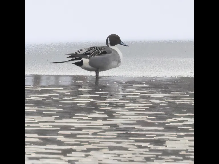 A northern pintail at Hager Pond in Marlborough, photographed by Steve Forman.