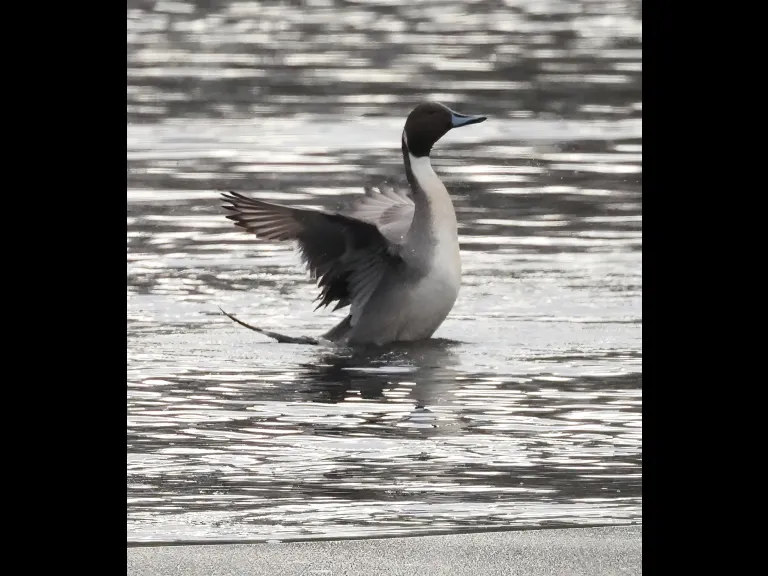 A northern pintail at Hager Pond in Marlborough, photographed by Steve Forman.