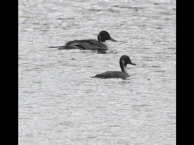 Northern pintails at Hager Pond in Marlborough, photographed by Steve Forman.