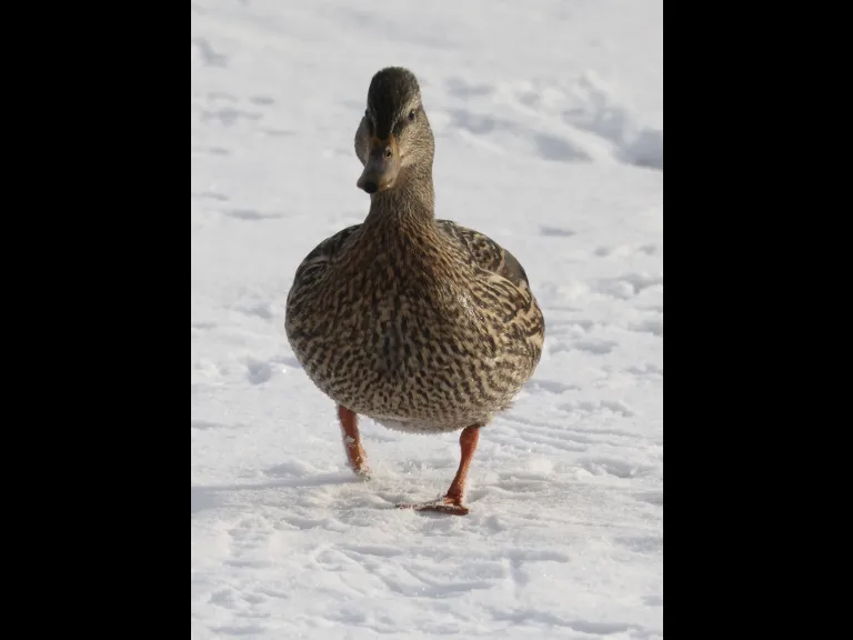 A mallard at Hager Pond in Marlborough, photographed by Steve Forman.