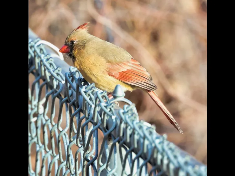 A northern cardinal at Hager Pond in Marlborough, photographed by Steve Forman.
