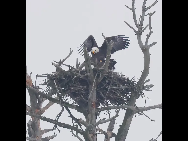 A mating pair of bald eagles in Southborough, photographed by Steve Forman.
