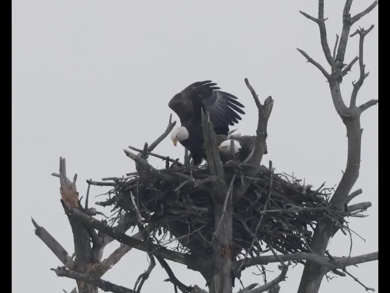 A mating pair of bald eagles in Southborough, photographed by Steve Forman.