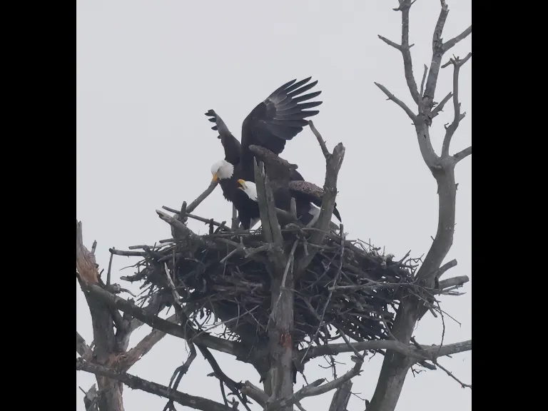 A mating pair of bald eagles in Southborough, photographed by Steve Forman.