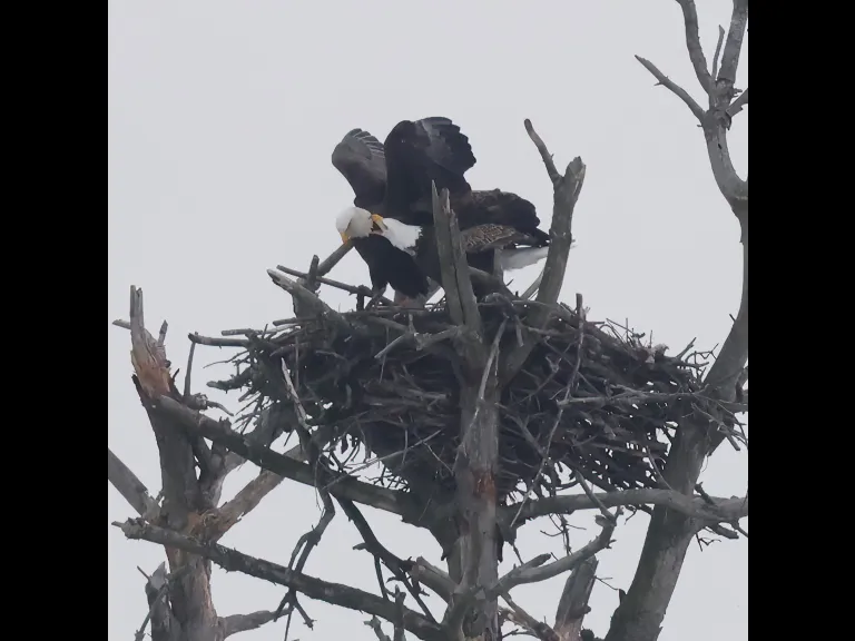 A mating pair of bald eagles in Southborough, photographed by Steve Forman.