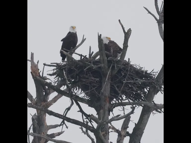 A pair of bald eagles in Southborough, photographed by Steve Forman.