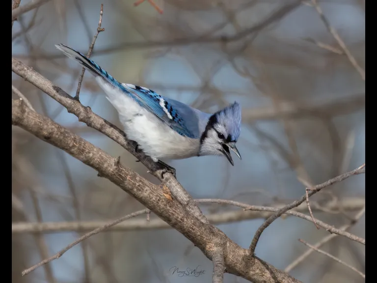 A blue jay in Westborough, photographed by Nancy Szostak Wright.