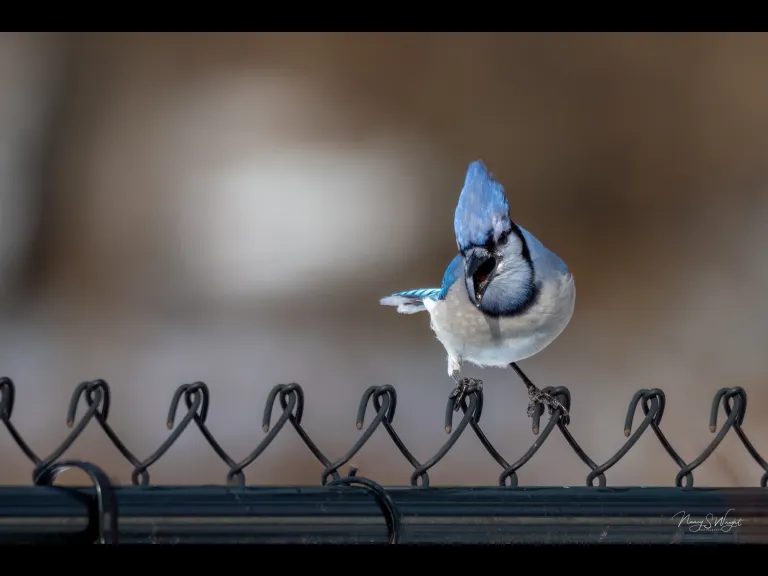A blue jay in Westborough, photographed by Nancy Szostak Wright.