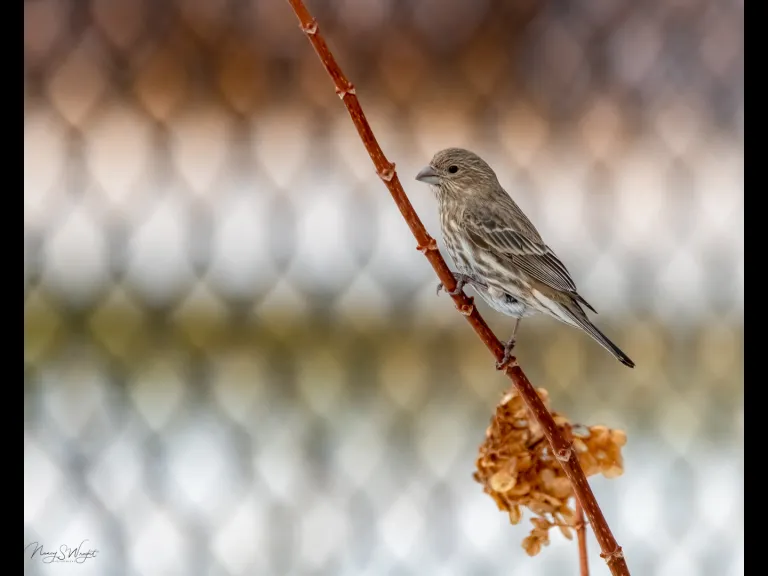 A house finch in Westborough, photographed by Nancy Szostak Wright.