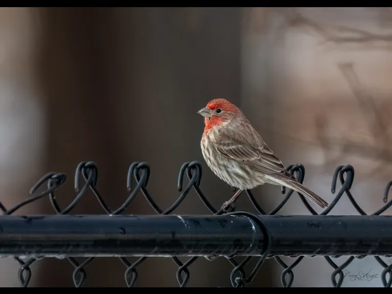A house finch in Westborough, photographed by Nancy Szostak Wright.