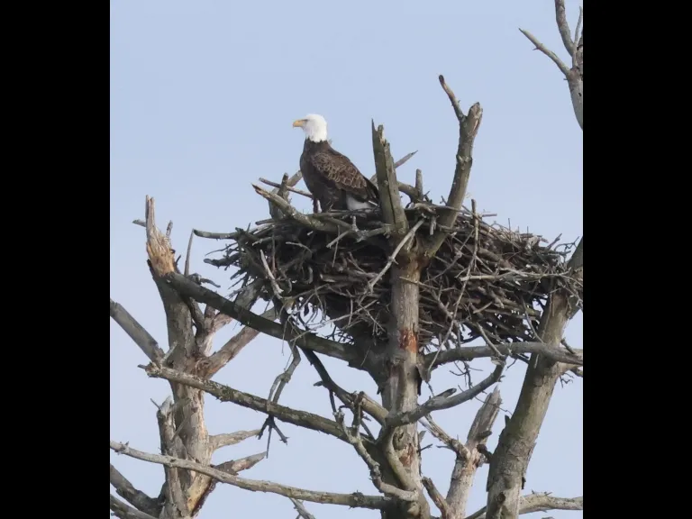 A bald eagle at its nest on the Sudbury Reservoir in Southborough, photographed by Steve Forman.